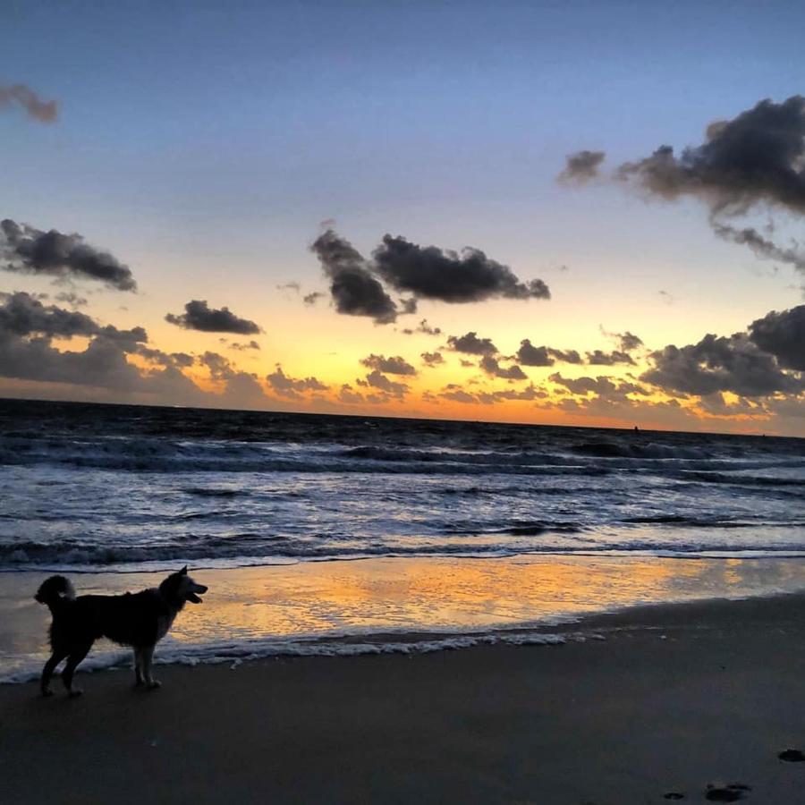 Westerschelde B&B Флиссинген Экстерьер фото